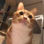 [고양이] 까칠냥 토리의 <b>도톰</b>한 목