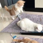 [모두드루와] 아 귀여워 ㅠㅠㅠㅠㅠㅠ