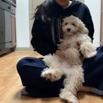 [강아지] 쓰담쓰담 쓰다듬으면 스르륵 녹는 아기 강아지