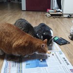 [고양이] 나가면 들어오고 싶고 들어오면 밖이 그립고...