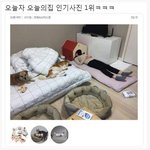 [댓글부탁해] <b>반려</b>견 키우시는 사람은 이해되는 짤