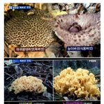 [댓글부탁해] 식용<b>버섯</b>과 독버섯 구분하기 특징