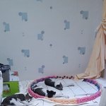 <b>제방</b>에 다른애들이 살고있어요...