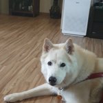 [허스키<b>심바</b>] 허스키 <b>심바</b>의 일상