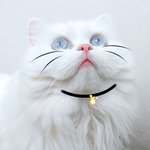 [고양이] 우리집 고양이 진짜 역대급으로 예쁜 것 같아!