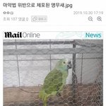 [댓글부탁해] 마약법 위반으로 <b>체포</b>된 앵무새