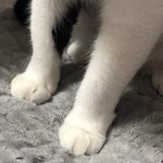 [드루와] 고양이 너무 쉽게 키우는사람 많은듯