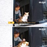 [댓글부탁해] <b>특별</b>함을 가진 고양이