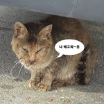 [고양이] 소원이의 만행