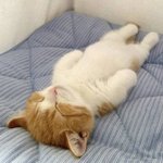내 <b>늦잠</b>의 이유