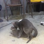 [댓글부탁해] 고양이나 사람이나 똑같네;;;;
