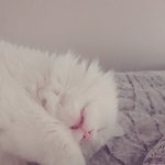 우리집 고양이 자는 모습