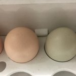 [드루와] 청란 <b>소량</b> 팔고 싶은데 어디서 팔아야 할까요??