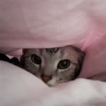+사진추가)우리 집 고양이 ㅈㄴ 귀여움 어떡하지