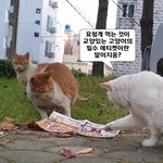 [고양이] 교양있는 고양이 되기