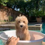 [강아지] 3개월 아기 강아지 첫 수영 도전기! 미국 가정집 수영장