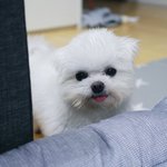 [댓글부탁해] 부정<b>출혈</b>이 정확히 뭐야?