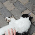 길냥이아파트 <b>복도</b>에 들이는거 개민폐아님?