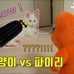 [웃긴동영상] 고양이 vs <b>파이리</b>