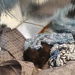 [동물사랑방] 9월1일 <b>빌라</b>앞에서 만난 아기냥이