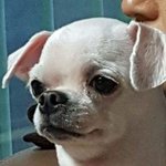 너네 이름 모를 강아지 심하게 좋아해본 적 있냐