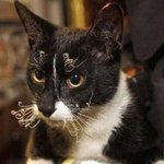 <b>불길</b>도 두려워하지 않는 맹수!