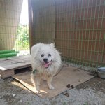 [강아지] 누더기 스피츠 <b>인성</b>이