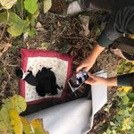 유기<b>견이</b> 땅파고 새끼를 낳았어요ㅠㅠ 어떻게 해야할까요?