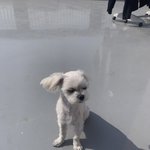 11월4일 강아지 분실 제발 찾아주세요ㅠㅠ 아픈<b>아이라</b> 걱정이예요...