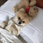 [강아지] 우리집 귀염뽕짝 <b>포메</b> juice 소개합니다 ! ‘ㅁ’