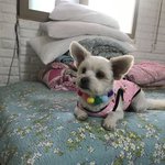 [강아지] 귀가 매력 포인트 <b>두부</b>를 소개합니다~