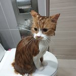 아기냥 호빵이-27