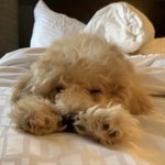 [강아지] 강아지 호캉스! 미국 애견<b>동반</b>호텔에 온 봄이!