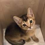 [고양이] ** 아비시니안 아깽이 <b>밤바</b>자랑-1