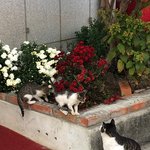 [드루와] 길냥이 가족 <b>완전</b> 귀여워