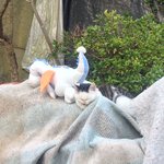 우리집에 오는 길냥인데요 ㅠㅠ이거 <b>곰팡</b>이 맞죠??