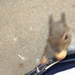 [모두드루와] <b>다람쥐</b>한테 일촌신청 받음