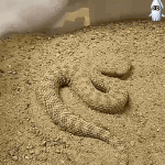 [모두드루와] <b>사막</b>의 뱀 은신술 ㅎㄷㄷ