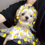 [드루와] 다들 잠 안오면 강아지 보구가!!