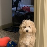 [강아지] 나도 들어가도 되나요? (엄마껌딱지)