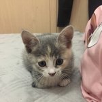<b>포샵</b>잘하는분 계신가요ㅠㅠ