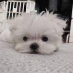 [강아지] 저희 댕댕이 <b>백호</b> 빙구미 넘치는 사진 구경하세요~~>...