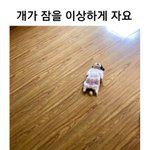 [댓글부탁해] 잠을 이상하게 자요