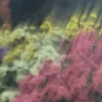 [댓글부탁해] <b>인소</b>명대사? 오글거리는 대사? 글 찾아줄사람