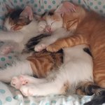 우리<b>집</b> 귀염둥이 냥<b>이</b>들.