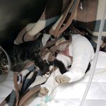 [고양이] 입양처를 구하고 있습니다. (금동이)