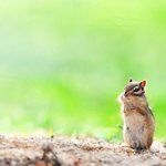 [드루와] 너무 귀여워서 <b>외국</b>에 수출되는 한국산 동물