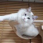 [고양이] 우리집둘째