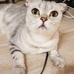 [고양이] 우리집 2냥 자랑