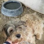 [강아지] 온몸에 <b>진드기</b>가 덮혔어요